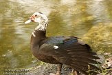 USFL2012226 muskuseend / Cairina moschata