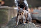 USNE1191170 grijze eekhoorn / Sciurus carolinensis