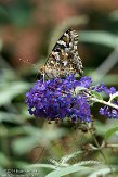 OH2014003 distelvlinder / Vanessa cardui