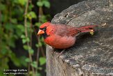 OH2014006 rode kardinaal / Cardinalis cardinalis