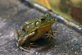 OH2014013 schreeuwkikker / Lithobates clamitans