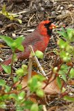 OH2014017 rode kardinaal / Cardinalis cardinalis