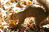 DC2014001 grijze eekhoorn / Sciurus carolinensis