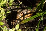 DC2014002 Oostelijke wangzakeekhoorn / Tamias striatus