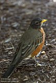 DC2014006 roodborstlijster / Turdus migratorius
