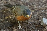 DC2014007 roodborstlijster / Turdus migratorius