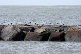 USNE1190039 Amerikaanse bonte scholekster / Haematopus palliatus