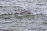 USNE1190062 tuimelaar / Tursiops truncatus