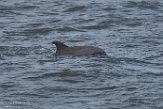 USNE1190063 tuimelaar / Tursiops truncatus