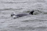 USNE1190093 tuimelaar / Tursiops truncatus