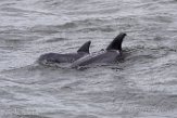 USNE1190094 tuimelaar / Tursiops truncatus