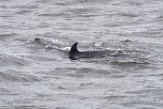 USNE1190100 tuimelaar / Tursiops truncatus