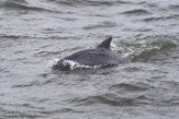 USNE1190114 tuimelaar / Tursiops truncatus