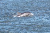 USNE1190122 tuimelaar / Tursiops truncatus