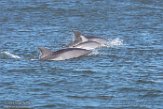 USNE1190129 tuimelaar / Tursiops truncatus