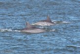 USNE1190130 tuimelaar / Tursiops truncatus