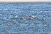 USNE1190132 tuimelaar / Tursiops truncatus