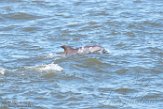 USNE1190155 tuimelaar / Tursiops truncatus