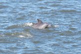 USNE1190156 tuimelaar / Tursiops truncatus