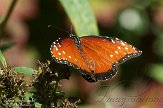 NY2014020 queen / Danaus gilippus
