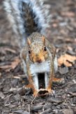 USNE1190007 grijze eekhoorn / Sciurus carolinensis