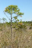 NC2014092 Alligator River National Wildlife Refuge