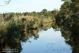 NC2014095 Alligator River National Wildlife Refuge