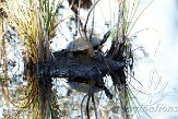 NC2014101 lettersierschildpad / Trachemys scripta