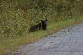 NC2014144 Amerikaanse zwarte beer / Ursus americanus