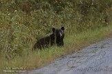 NC2014145 Amerikaanse zwarte beer / Ursus americanus