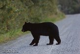 NC2014151 Amerikaanse zwarte beer / Ursus americanus