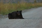 NC2014155 Amerikaanse zwarte beer / Ursus americanus