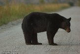 NC2014160 Amerikaanse zwarte beer / Ursus americanus