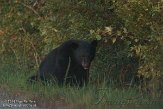 NC2014163 Amerikaanse zwarte beer / Ursus americanus