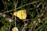 USNE1190570 colias
