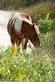 NC2014027 mustang / Equus caballus