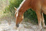 NC2014034 mustang / Equus caballus