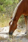 NC2014035 mustang / Equus caballus
