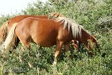 NC2014054 mustang / Equus caballus