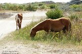 NC2014066 mustang / Equus caballus