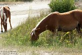 NC2014067 mustang / Equus caballus