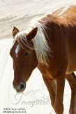 NC2014069 mustang / Equus caballus