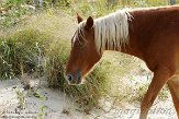 NC2014071 mustang / Equus caballus
