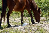 NC2014076 mustang / Equus caballus koereiger / Bubulcus ibis