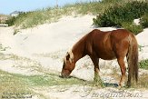 NC2014081 mustang / Equus caballus