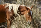 NC2014087 mustang / Equus caballus