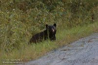 Alligator River National Wildlife Refuge