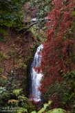 USNW1180023 Multnomah Falls