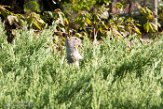 USNW1180099 Californische grondeekhoorn / Otospermophilus beecheyi