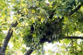 USNE1190391 Amerikaanse zwarte beer / Ursus americanus